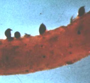 Turunçgil nematodu dişisinin görünüşü